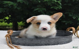 Welsh Corgi Pembroke dogs for sale: Thorne - Image 6