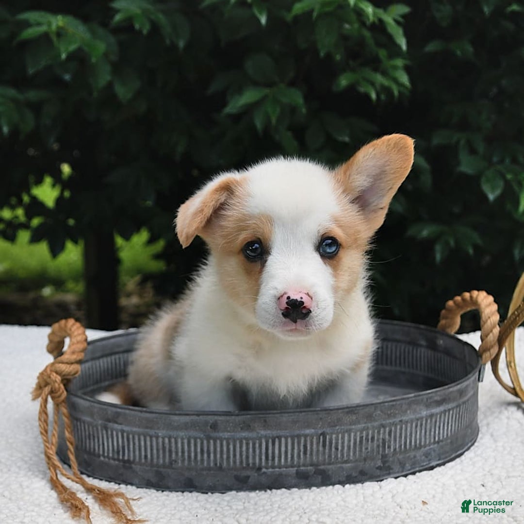 Welsh Corgi Pembroke dogs for sale: Thorne - Image 6