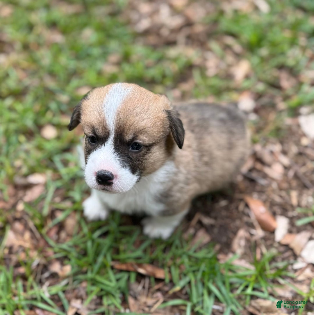 Welsh Corgi Pembroke dogs for sale: Girl One - Image 3