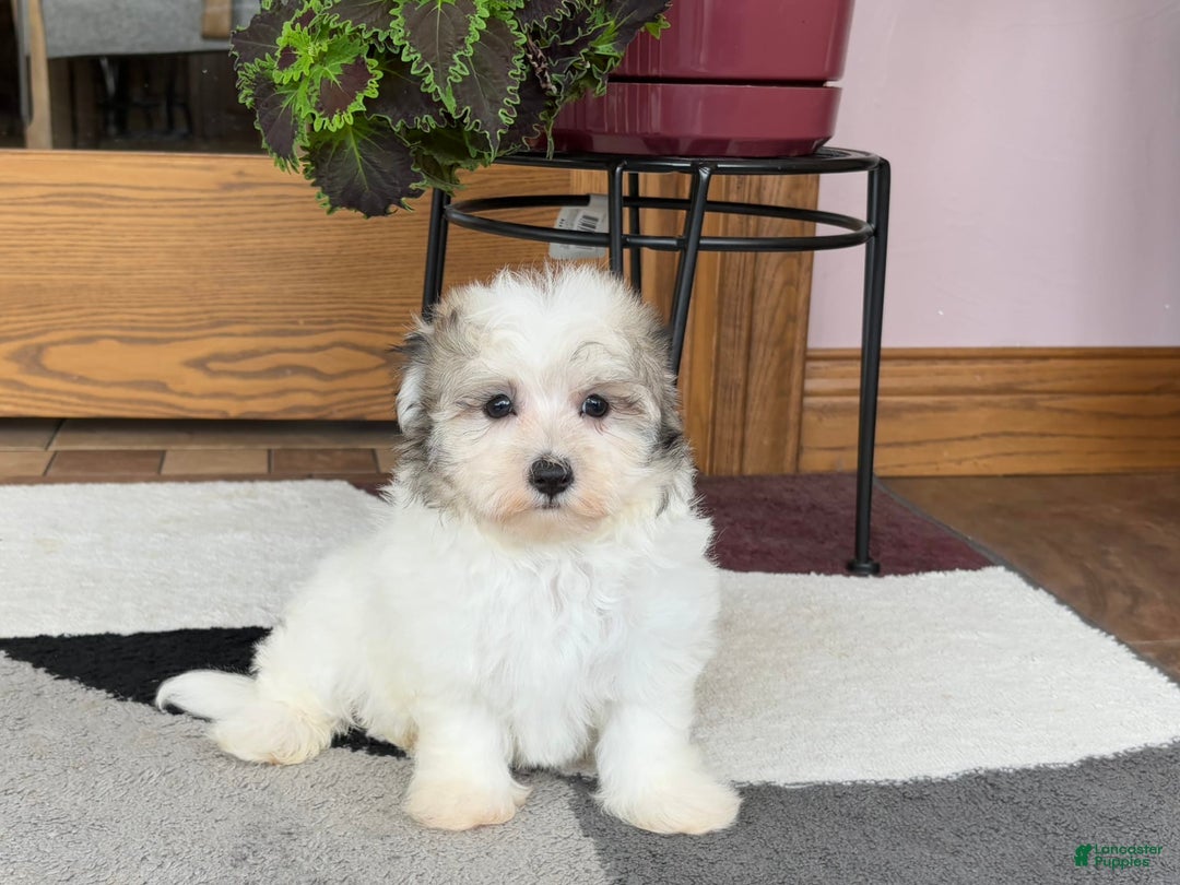 Maltese dogs for sale: Bentley - Image 3