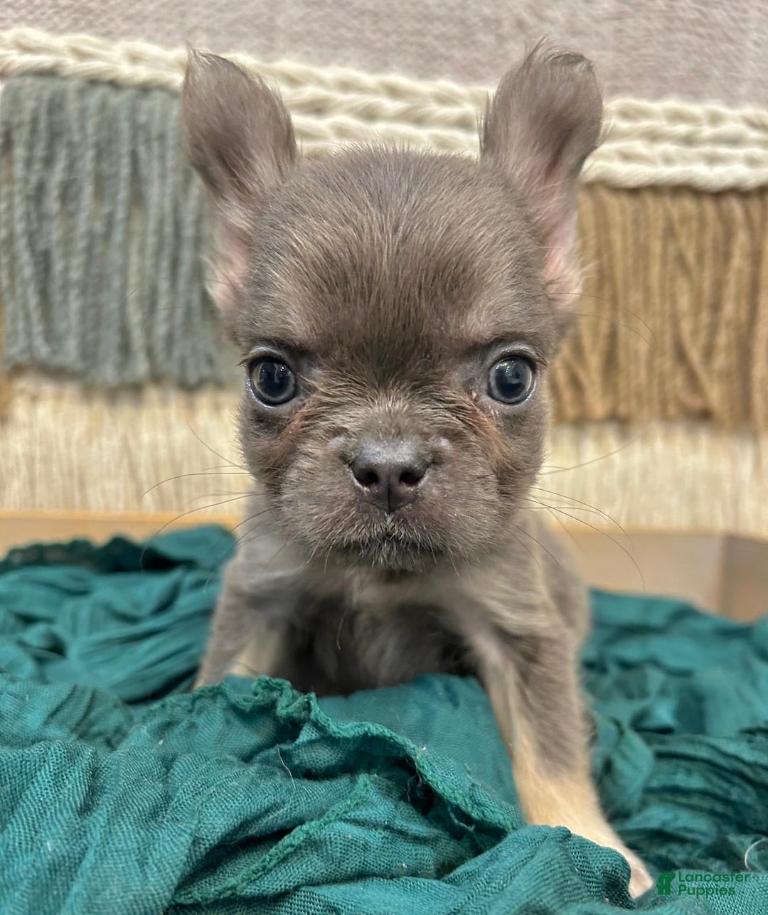 French Bulldog dogs for sale: Fluffy French Bulldog - Image 1