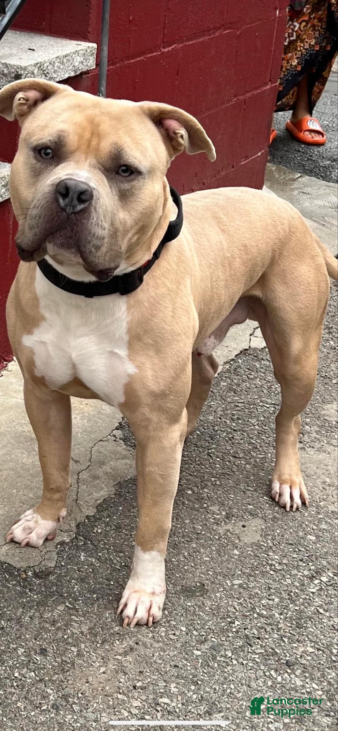American Bully dogs for sale: Lola - Image 3