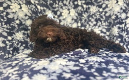 Cockapoo dogs for sale: Birdie - Image 10