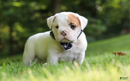 Beabull dogs for sale: Rockstar - Image 8