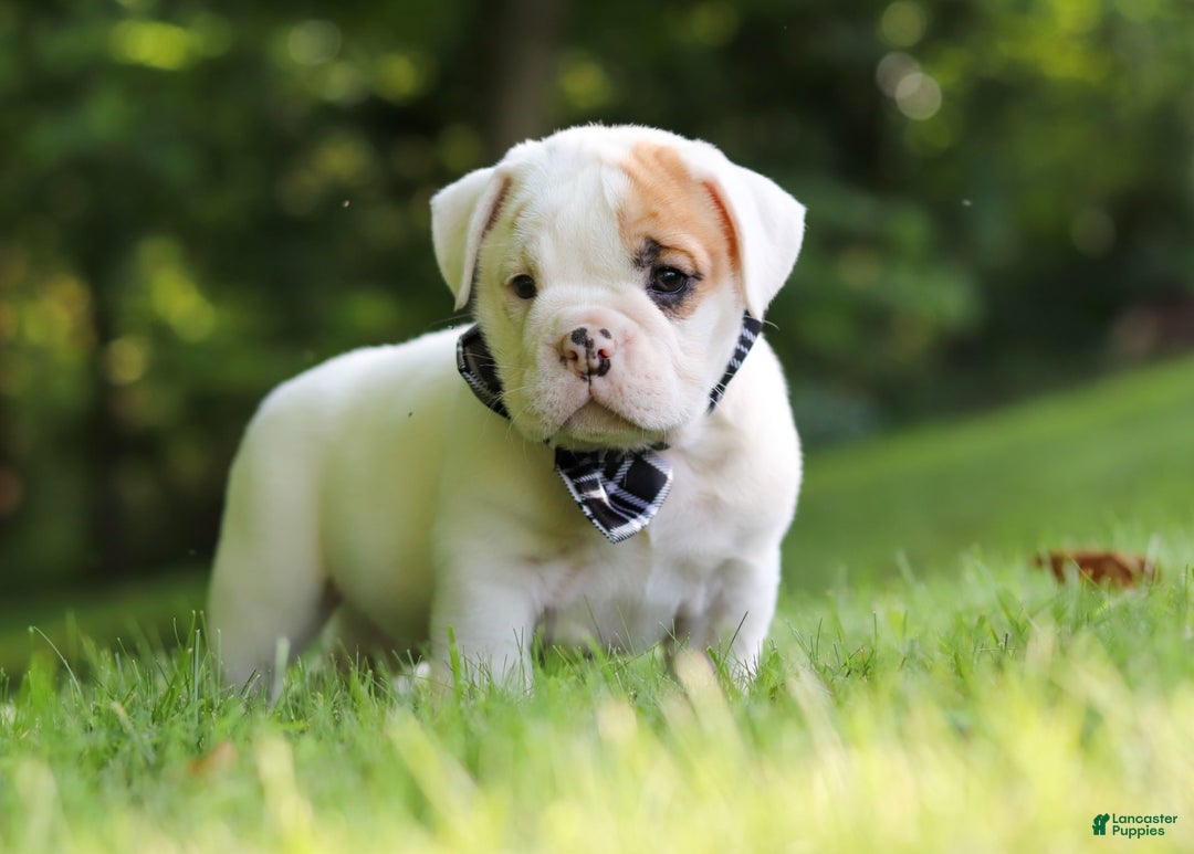 Beabull dogs for sale: Rockstar - Image 8