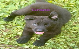 German Shepherd dogs for sale: Grace - Image 2