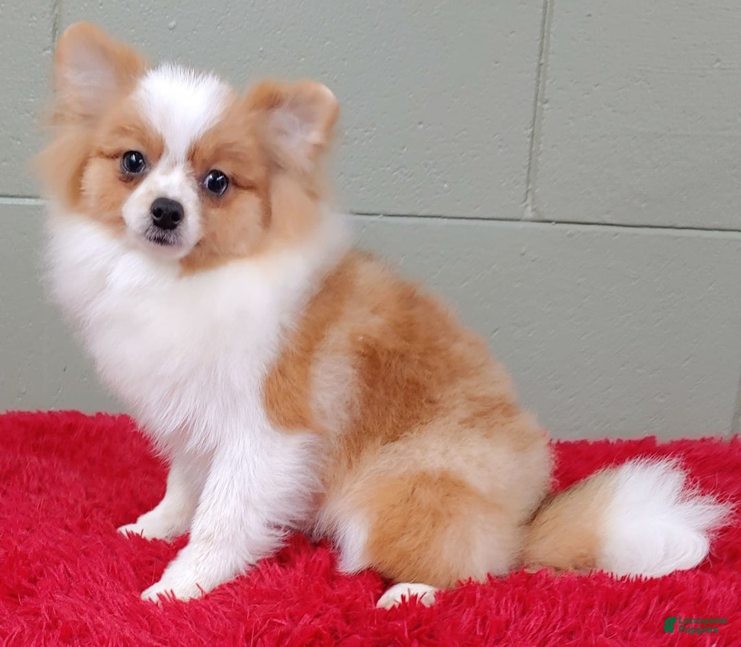 Pomeranian dogs for sale: Tinker - Image 2