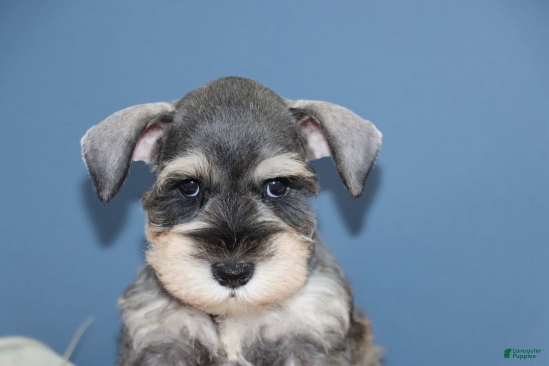 Miniature Schnauzer dogs for sale: Amelia - Image 4