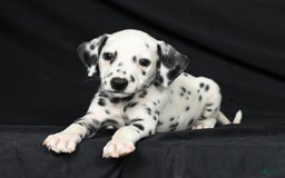 Dalmatian dogs for sale: Pepper - Image 3