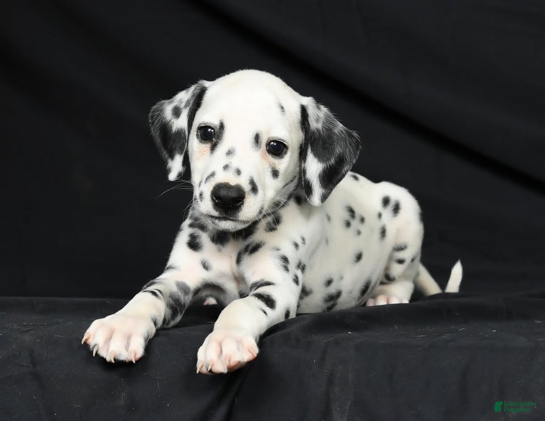 Dalmatian dogs for sale: Pepper - Image 3