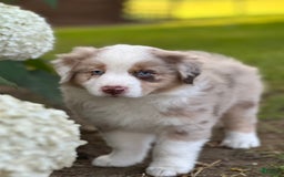Australian Shepherd dogs for sale: Australian Shepherd 4 puppies - Image 2