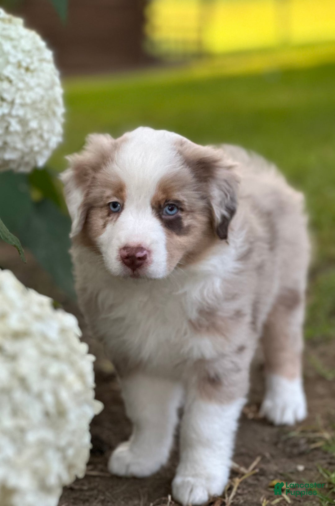Australian Shepherd dogs for sale: Australian Shepherd 4 puppies - Image 2