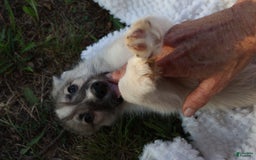 Gerberian Shepsky dogs for sale: Buddy - Image 5