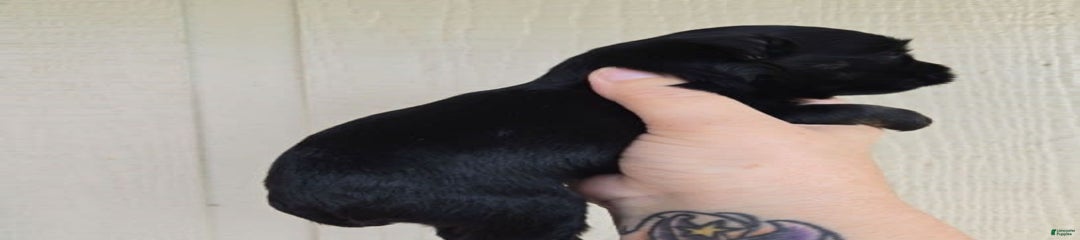 Pup 1