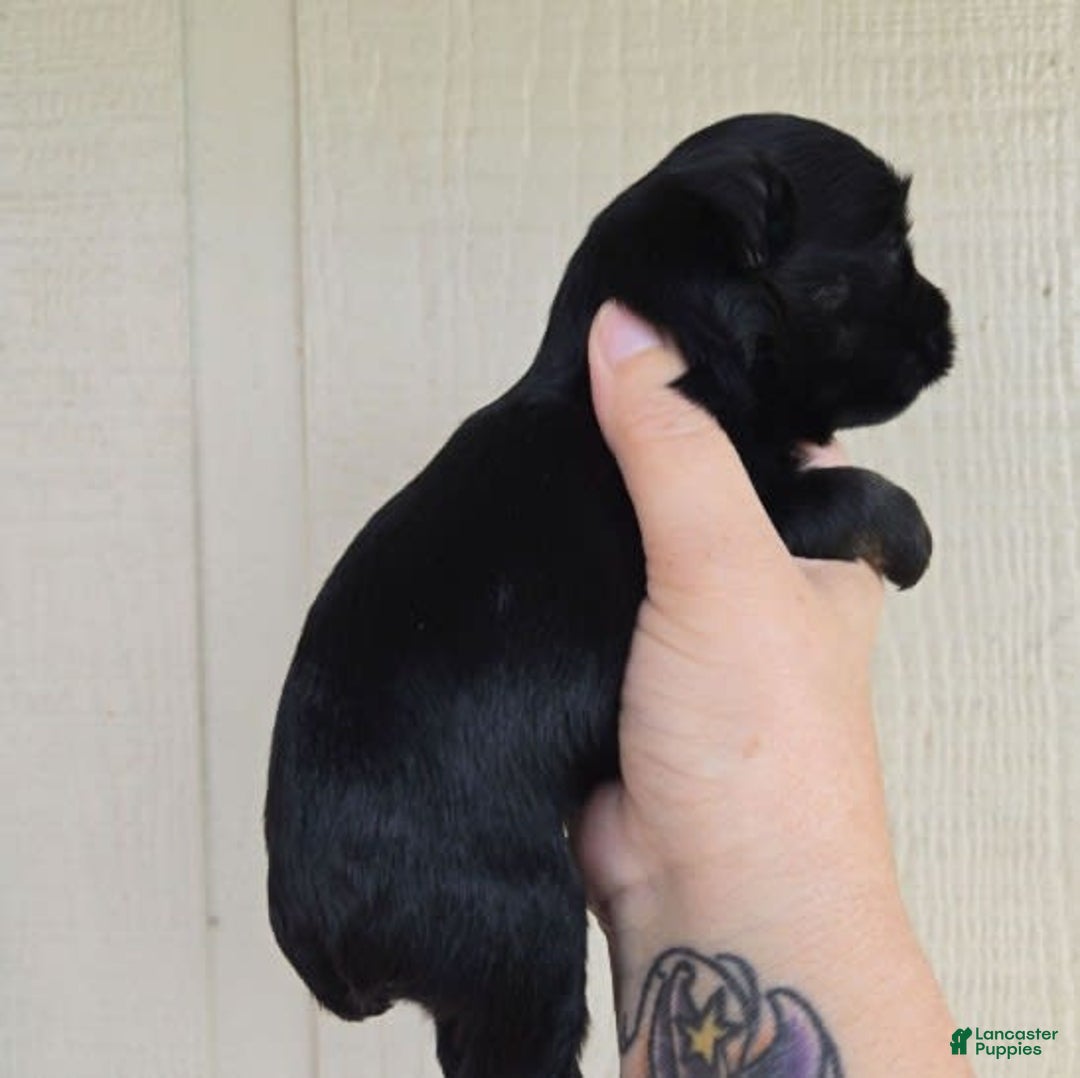 Miniature Schnauzer dogs for sale: Pup 1 - Image 5