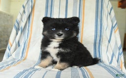 Pomsky dogs for sale: Honey - Image 3