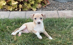 Italian Greyhound dogs for sale: Gordie - Image 3
