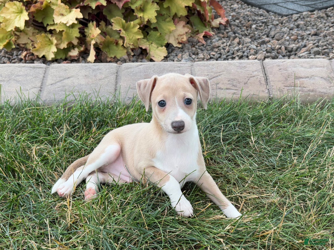 Italian Greyhound dogs for sale: Gordie - Image 3