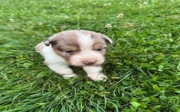 Australian Shepherd dogs for sale: Sky - Image 4