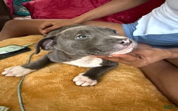American Pit Bull Terrier dogs for sale: Tiny - Image 1