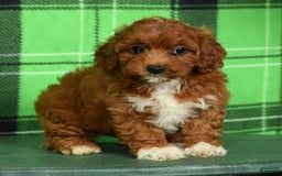 Cavapoo dogs for sale: Tara - Image 4