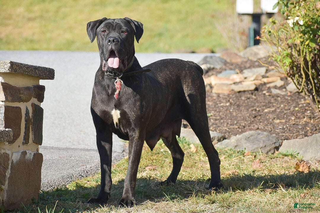 Cane Corso dogs for sale: Rebecca - Image 5