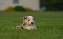 Gerberian Shepsky dogs for sale: Lawson - Image 12