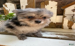 Pomeranian dogs for sale: Rusty - Image 17