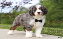 Mini Bernedoodle dogs for sale: Oakley - Image 3