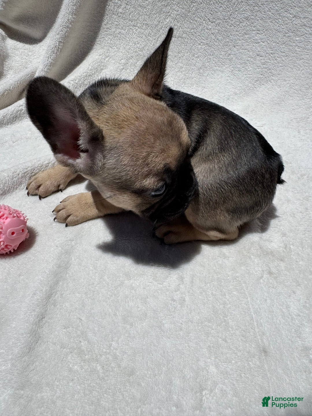 French Bulldog dogs for sale: Sasha - Image 3