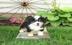 Mini Bernedoodle dogs for sale: Poppy - Image 9