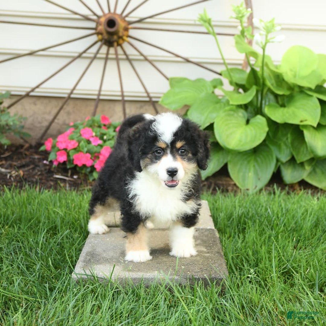 Mini Bernedoodle dogs for sale: Poppy - Image 9