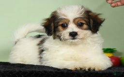 Bichon Frise dogs for sale: Moana - Image 3