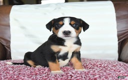 Greater Swiss Mountain Dog dogs for sale: Gemma - Image 5