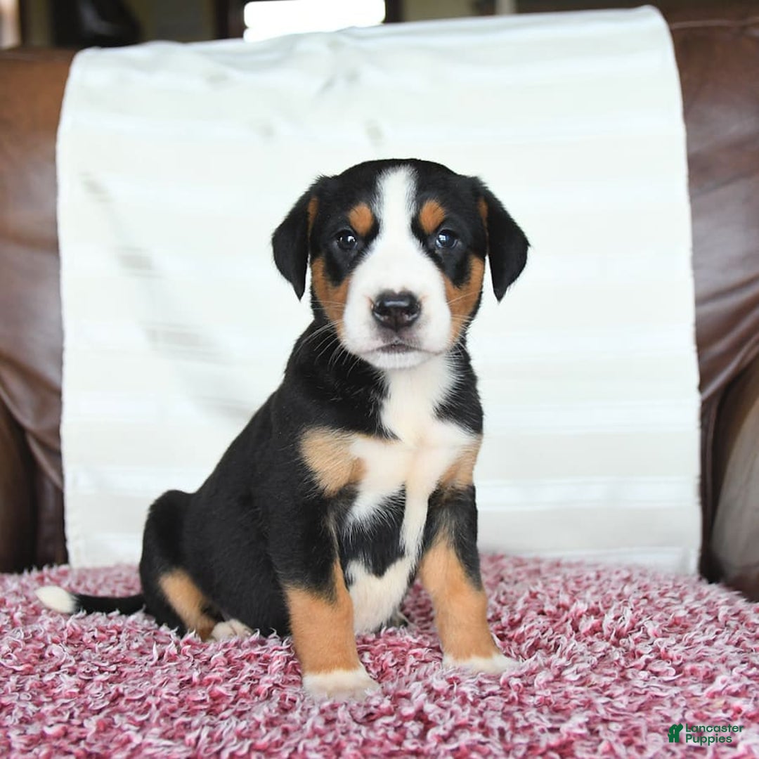 Greater Swiss Mountain Dog dogs for sale: Gemma - Image 5