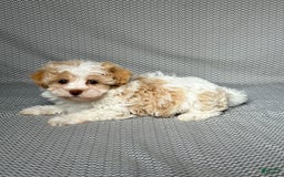 Havapoo dogs for sale: Molly - Image 5