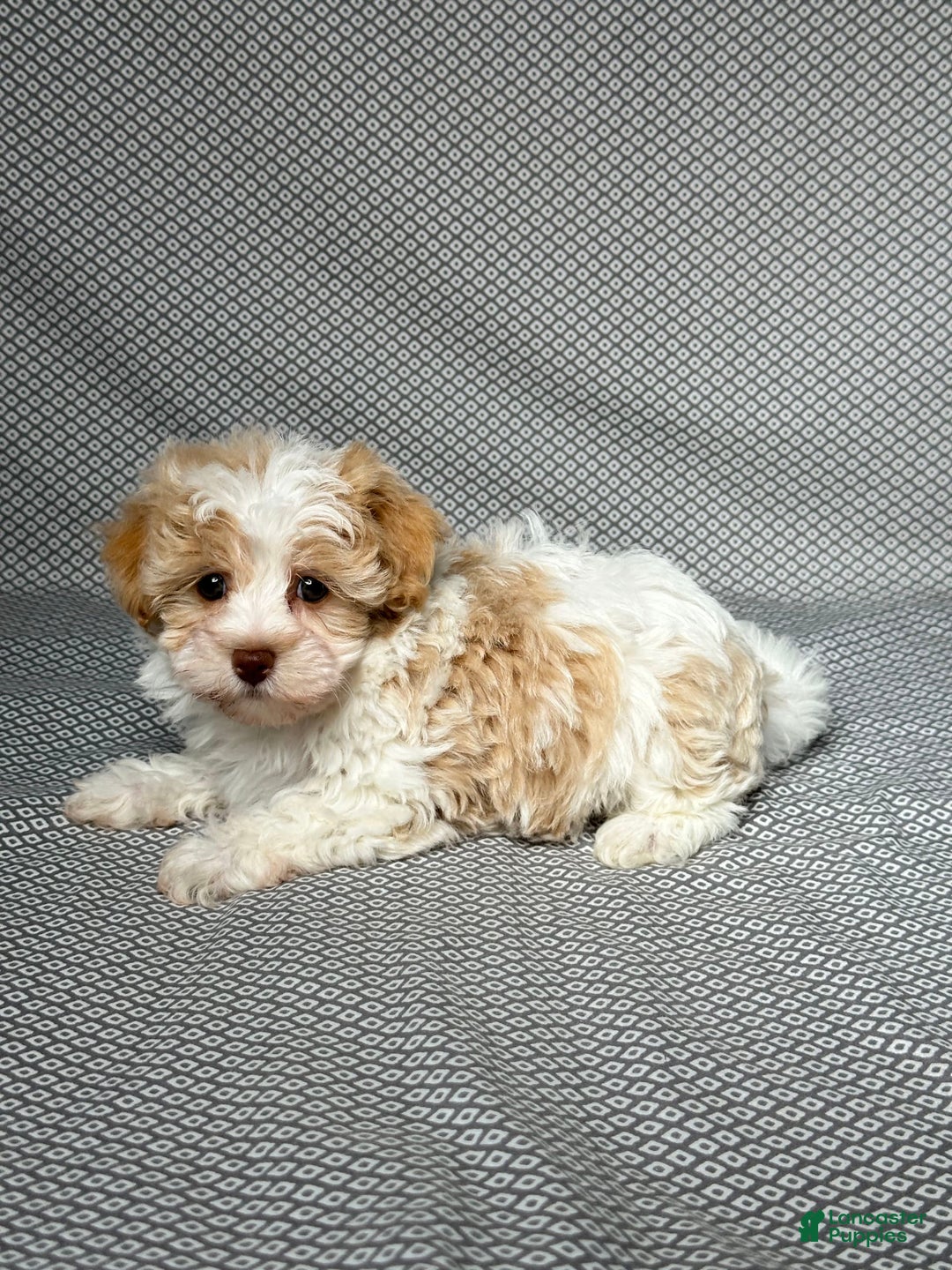 Havapoo dogs for sale: Molly - Image 5