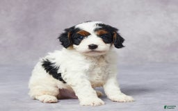 Cavapoo dogs for sale: Hal - Image 3