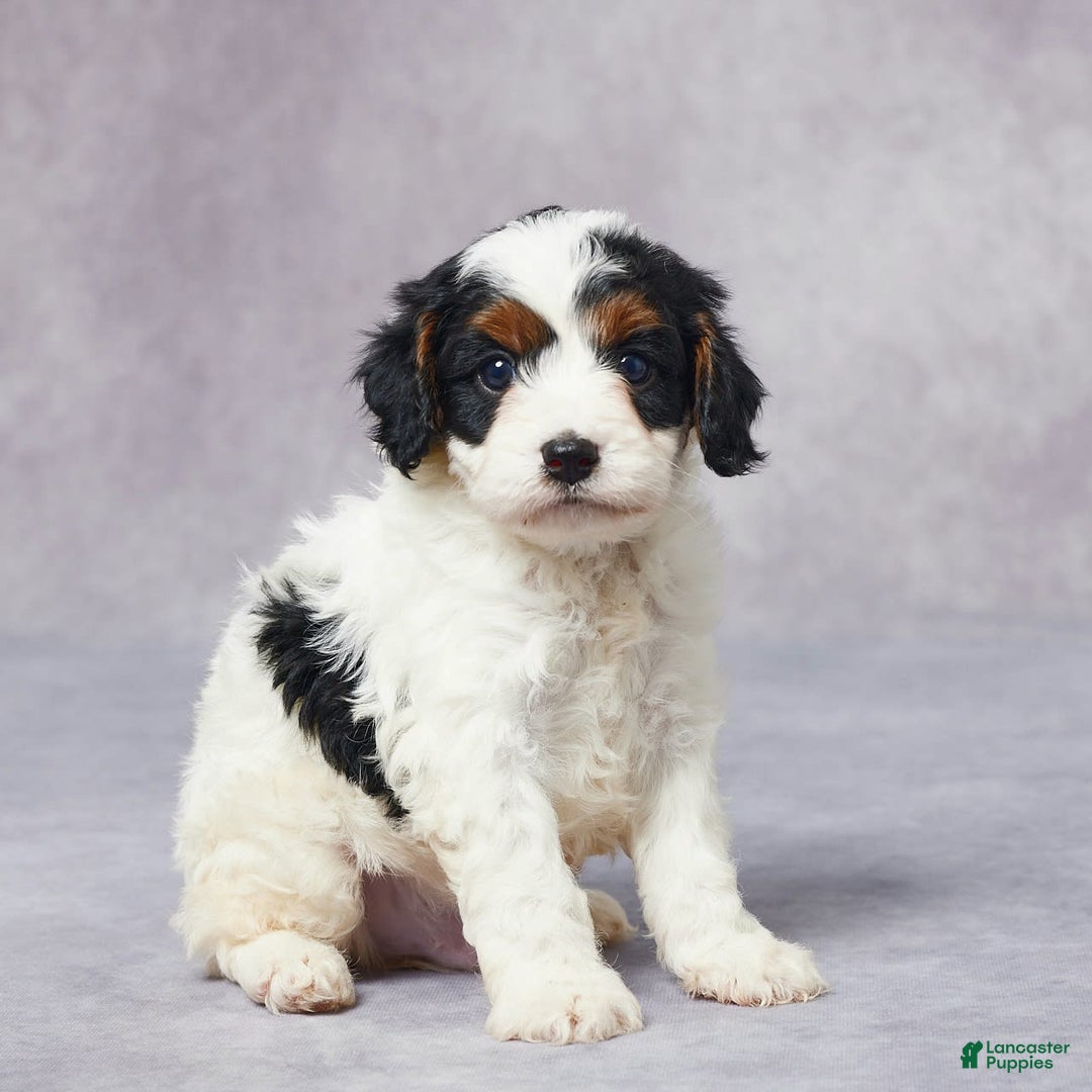 Cavapoo dogs for sale: Hal - Image 3