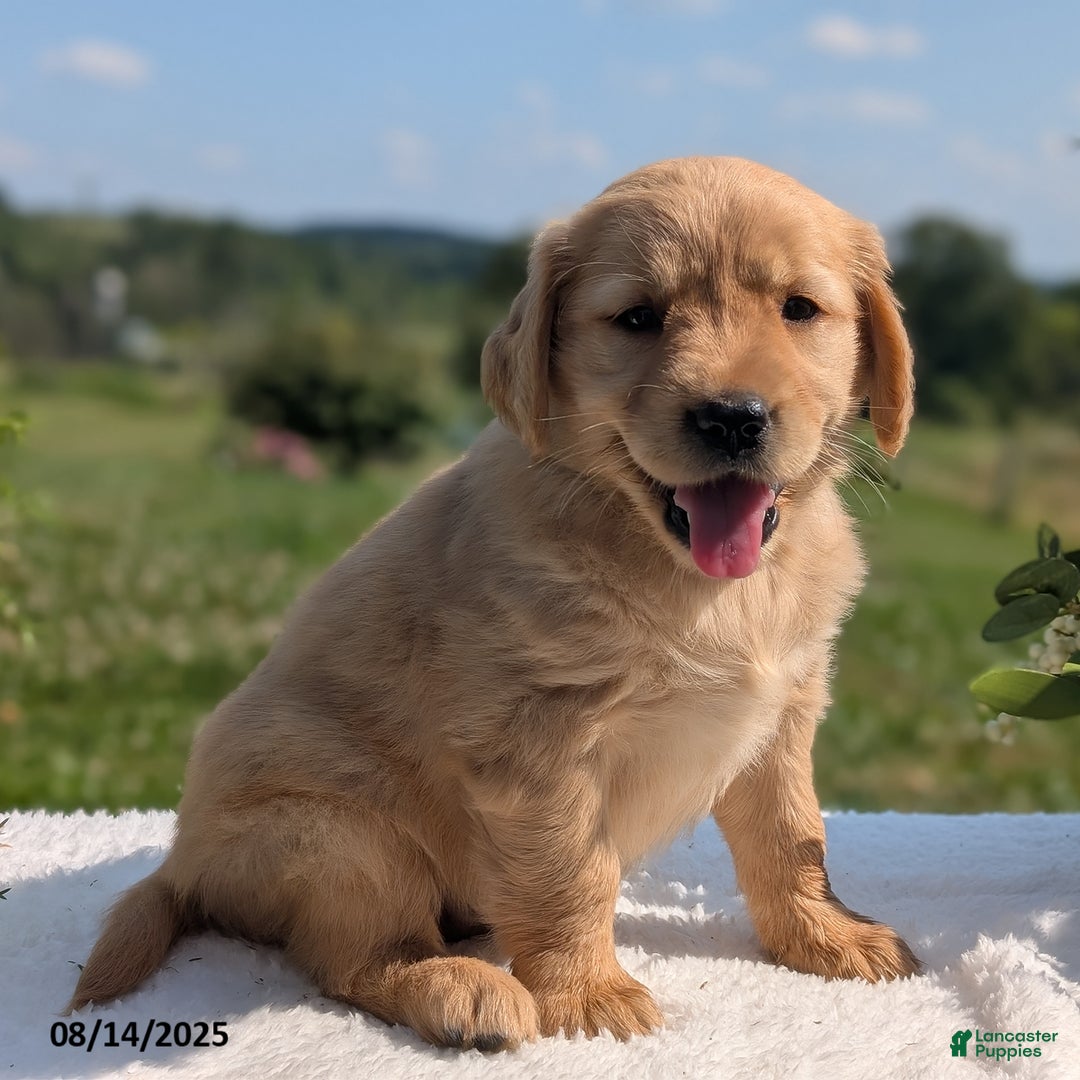 Golden Retriever dogs for sale: Maggie - Image 1