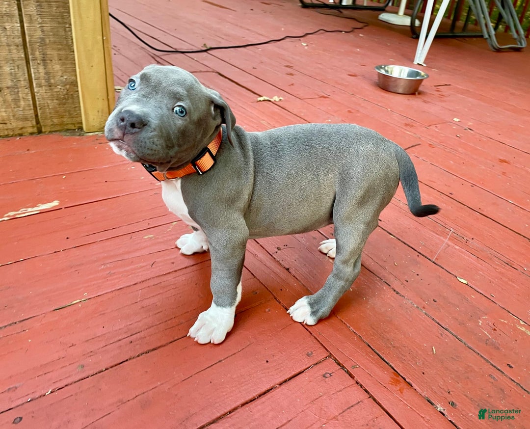 American Bully dogs for sale: Boss Baby - Image 15
