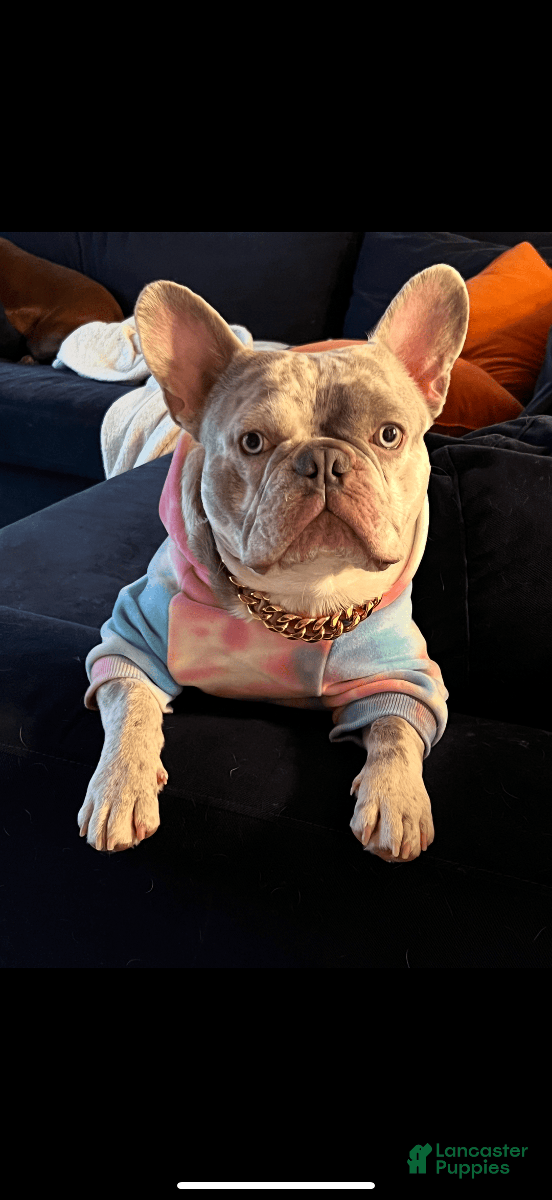 French Bulldog dogs for sale: Royal - Image 1