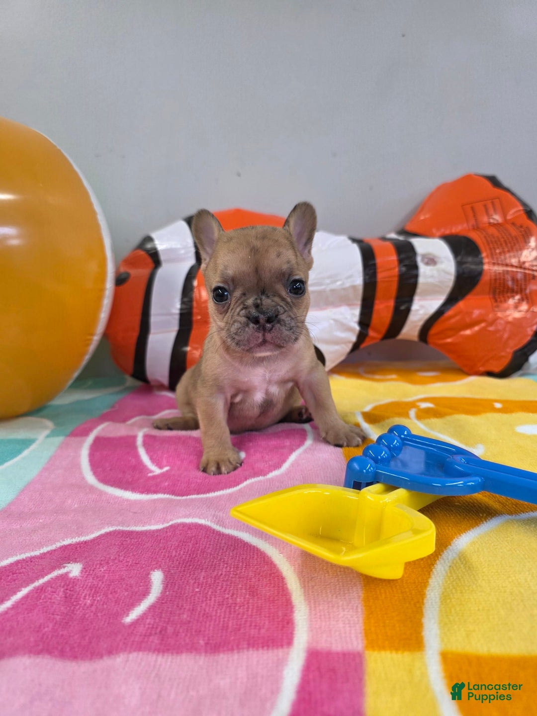 French Bulldog dogs for sale: French Bulldog 5 puppies - Image 14