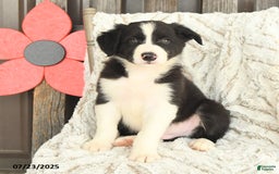 Border Collie dogs for sale: Nudge - Image 5