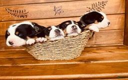 Greater Swiss Mountain Dog dogs for sale: Miss Purple - Image 7
