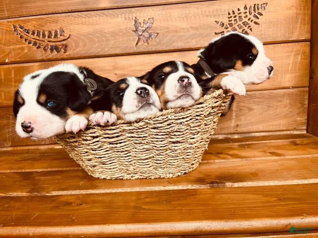 Greater Swiss Mountain Dog dogs for sale: Miss Purple - Image 7