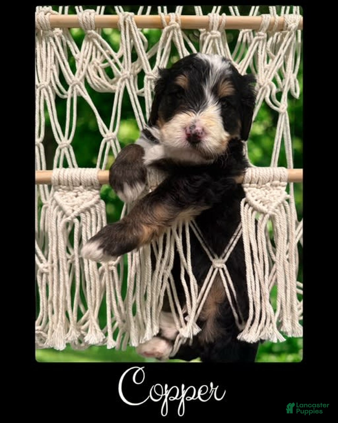 Bernedoodle dogs for sale: Copper - Image 4