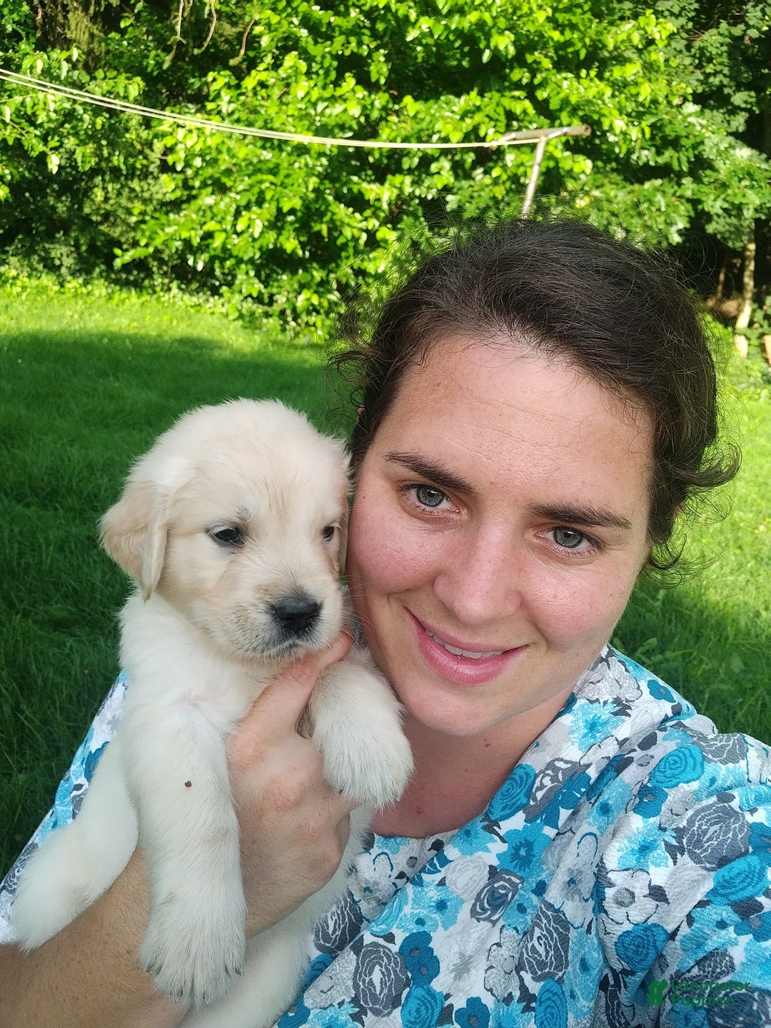Golden Retriever dogs for sale: Picasso - Image 8