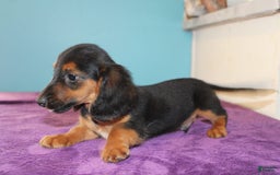 Dachshund dogs for sale: Dachshund 4 puppies - Image 9