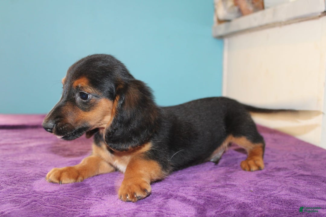 Dachshund dogs for sale: Dachshund 4 puppies - Image 9